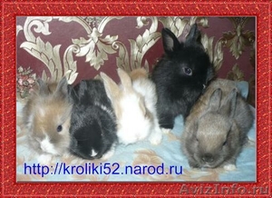 Кролики карликовые - Изображение #1, Объявление #178835
