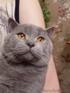 Красавец кот Адик породы скоттиш страйт приглпшает кошечек фолд и страйт на вязк - Изображение #1, Объявление #170597