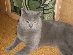 Красавец кот Адик породы скоттиш страйт приглпшает кошечек фолд и страйт на вязк - Изображение #2, Объявление #170597