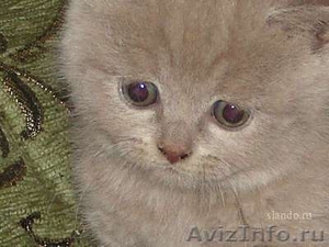 котята скоттиш-страйт лиловые - Изображение #2, Объявление #173534