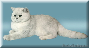 Британские короткошерстные котята (Серебристая шиншилла с изумрудными глазками) - Изображение #5, Объявление #189100