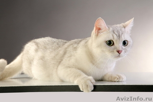 Британские короткошерстные котята (Серебристая шиншилла с изумрудными глазками) - Изображение #6, Объявление #189100