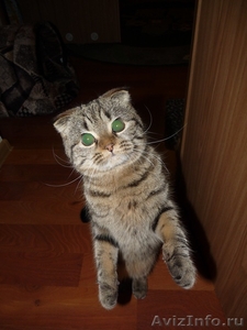 котята скоттиш-страйт ждут любвиобильных хозяев - Изображение #3, Объявление #245714