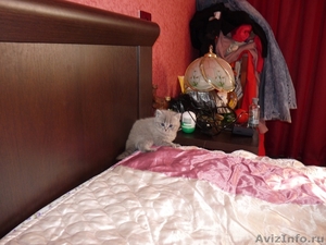 котята скоттиш-страйт ждут любвиобильных хозяев - Изображение #2, Объявление #245714