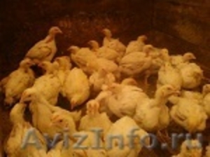 Продажа гусят,утят,цыплят в Нижегородской обл - Изображение #4, Объявление #252551