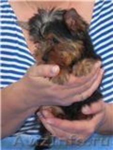 Продаю очаровательных щенков йоркширского терьера - Изображение #3, Объявление #254943