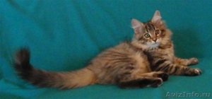 Продется клубный котенок породы МЕЙН-КУН - Изображение #1, Объявление #260308
