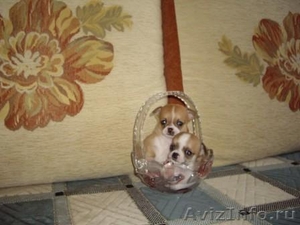 Продажа самых красивых щенков Чихуахуа - Изображение #1, Объявление #297015