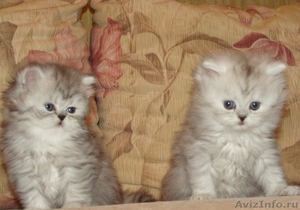 Продам британского котенка и шиншилл персидских - Изображение #2, Объявление #330797