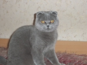 скоттиш-фолд котята  - Изображение #5, Объявление #322012