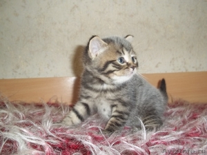 скоттиш-фолд котята  - Изображение #2, Объявление #322012