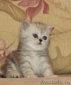 Продам британского котенка и шиншилл персидских - Изображение #1, Объявление #330797