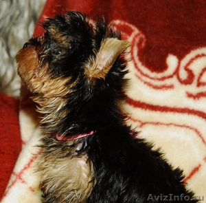 красивые щенки йоркширского терьера - Изображение #8, Объявление #408248