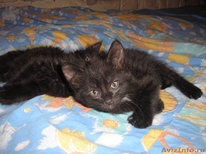 подарю чёрненьких котят - Изображение #1, Объявление #404825