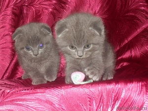  шотландские котята - Изображение #4, Объявление #415420