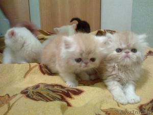 Персидских котят - Изображение #3, Объявление #300625