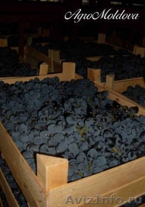 Столовый виноград Молдова – 140 тонн / день  - Изображение #1, Объявление #445591