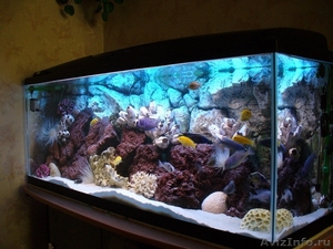 Изготовление, оформление и обслуживание эксклюзивных аквариумов. Качество и гара - Изображение #3, Объявление #496660