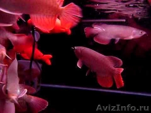Великолепный Идеальный аквариум Супер качество arowana для продажи - Изображение #1, Объявление #495053