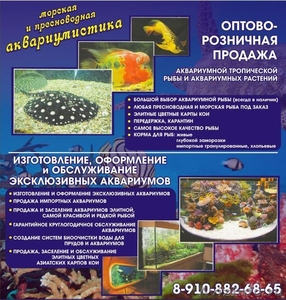 Продажа аквариумных рыбок ,изготовление и продажа аквариума - Изображение #1, Объявление #496666