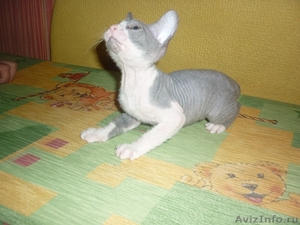 Котик донского сфинкса - Изображение #1, Объявление #515355