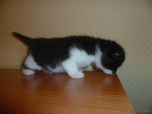 Котята Хайленд-фолд - Изображение #2, Объявление #502428