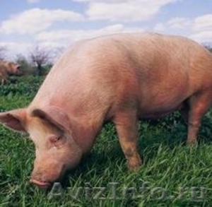 Свинину живым весом - Изображение #1, Объявление #554102