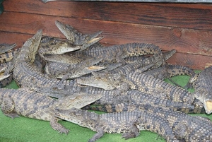 Продаю нильских крокодилов и кайманов. Нижний Новгород - Изображение #2, Объявление #558877