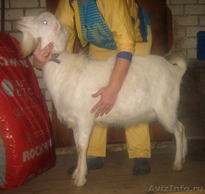 Продаю козла породы \\\"Российская Ламанча\\\" и козлика - Изображение #2, Объявление #599148
