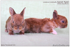 карликовые кролики породы рекс и сатин-рекс - Изображение #4, Объявление #650916