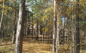 База отдыха в сосновом лесу - Изображение #2, Объявление #651667
