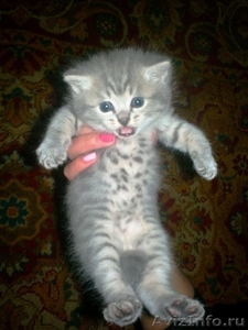 шотландский котенок страйт-вискас с одосл - Изображение #1, Объявление #661140