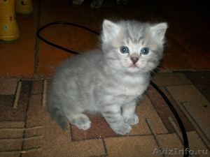 шотландский котенок страйт-вискас с одосл - Изображение #2, Объявление #661140