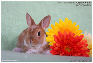 карликовые кролики породы рекс и сатин-рекс - Изображение #3, Объявление #650916