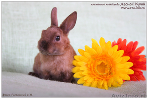 карликовые кролики породы рекс и сатин-рекс - Изображение #2, Объявление #650916