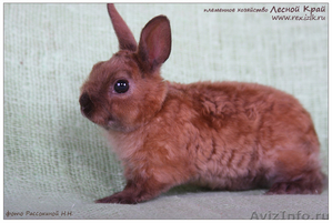 карликовые кролики породы рекс и сатин-рекс - Изображение #1, Объявление #650916