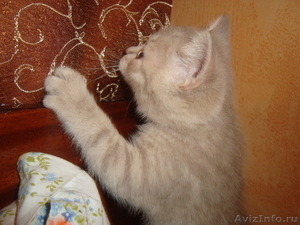 британские котята скоттиш страйт - Изображение #8, Объявление #696574
