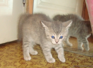 британские котята скоттиш страйт - Изображение #7, Объявление #696574