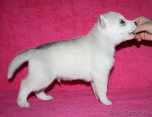 Хаски щенки белые серые черно-белые - Изображение #6, Объявление #734603