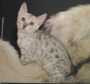 Бенгальские   котята  на  продажу - Изображение #4, Объявление #956220