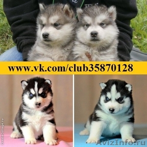 Сибирские Хаски щеночков продам - Изображение #1, Объявление #960392