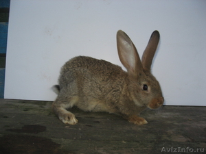 Кролики породы Ризен - Изображение #3, Объявление #953996