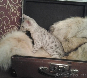 Бенгальские   котята  на  продажу - Изображение #1, Объявление #956220
