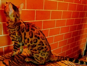 мини леопарды, бенгальские котята - Изображение #3, Объявление #1050928