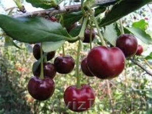 Саженцы плодовых и ягодных деревьев:яблоня,груша,черешня,вишня - Изображение #4, Объявление #1061076