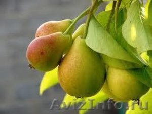 Саженцы плодовых и ягодных деревьев:яблоня,груша,черешня,вишня - Изображение #5, Объявление #1061076