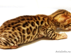 мини леопарды, бенгальские котята - Изображение #1, Объявление #1050928