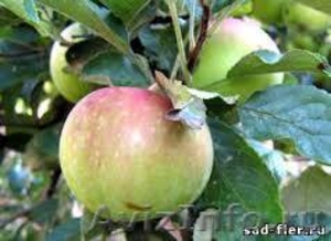 Саженцы плодовых и ягодных деревьев:яблоня,груша,черешня,вишня - Изображение #2, Объявление #1061076