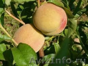 Саженцы плодовых и ягодных деревьев:яблоня,груша,черешня,вишня - Изображение #3, Объявление #1061076