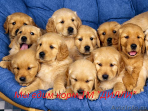 Сухой полнорационный корм для собак ТМ Дилли - Изображение #1, Объявление #1110089